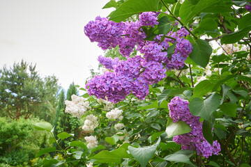 Blooming purple lilac branche 