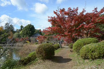 秋の大覚寺　紅葉の大沢池　京都市右京区嵯峨