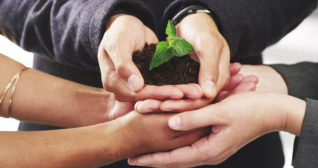 Hands, plant and collaboration with a business team holding soil for growth, sustainability or development. Nature, support and teamwork with a man and woman employee group ready to nurture success - Powered by Adobe
