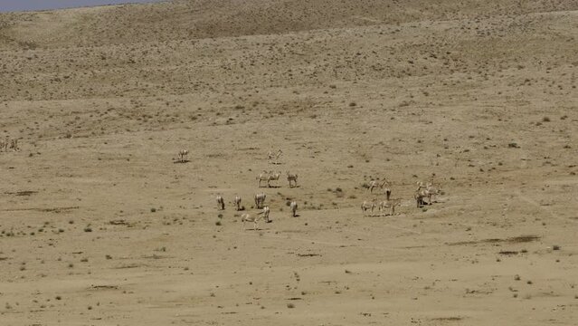 Asiatic Wild Ass - Onager (Equus hemionus) herd in the Negev Desert