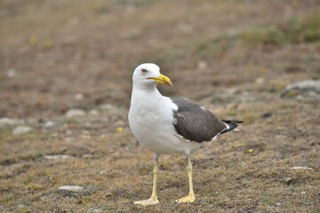 Goéland cendré de l'île de Groix