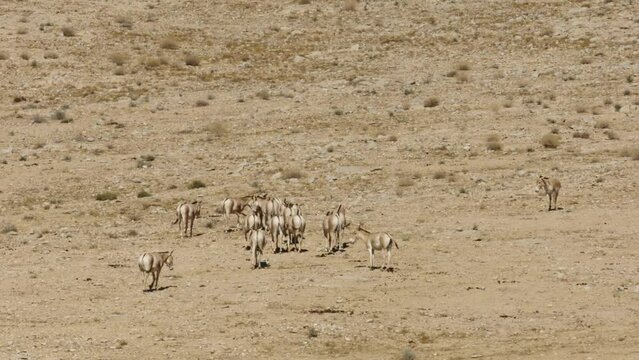 Asiatic Wild Ass - Onager (Equus hemionus) herd in the wild, Negev walking in the desert
