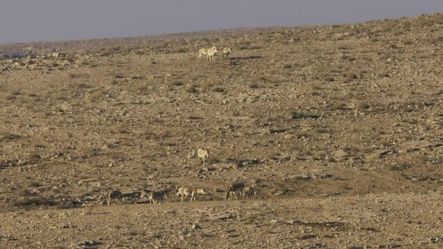 Asiatic Wild Ass - Onager (Equus hemionus) herd in the Negev Desert