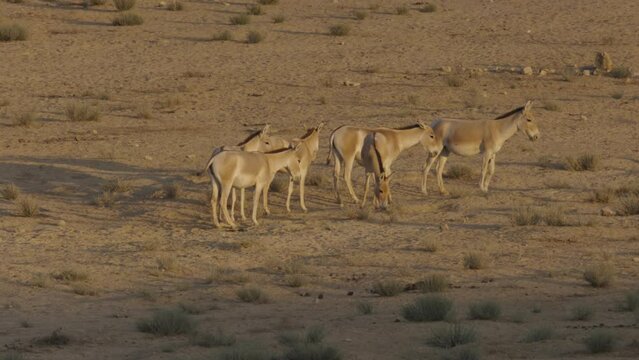 Asiatic Wild Ass - Onager (Equus hemionus) herd in the Negev Desert standing and looking apprehensively before walking to a water hole