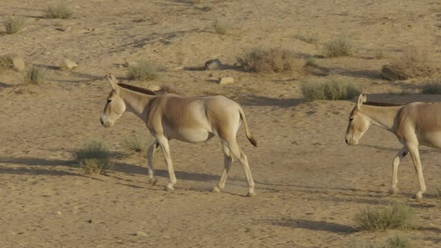Asiatic Wild Ass - Onager (Equus hemionus) herd walking in the Negev Desert