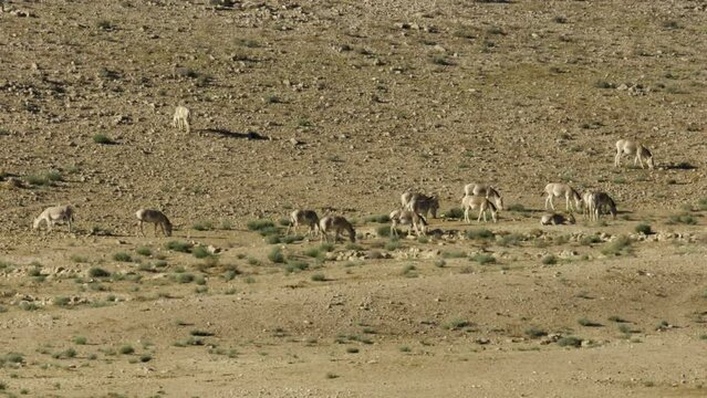 Asiatic Wild Ass - Onager (Equus hemionus) herd grazing in the Negev desert