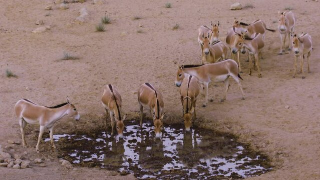 Asiatic Wild Ass - Onager (Equus hemionus) herd drinking at the water hole in the desert