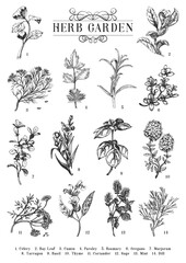 Herb Garden, vector sketch set, botanical drawings