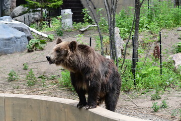 旭山動物園の身を乗り出すエゾヒグマ