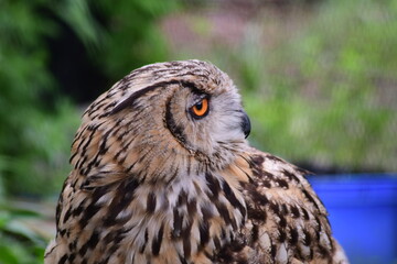 旭山動物園のコハノズクの顔①
