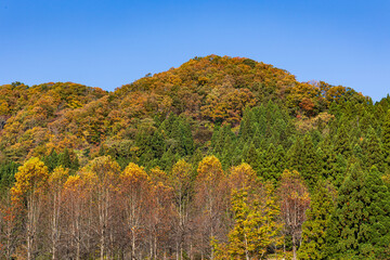 Fototapeta premium 紅葉風景