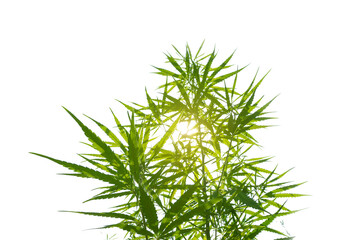 The marijuana cannabis plant on white background.