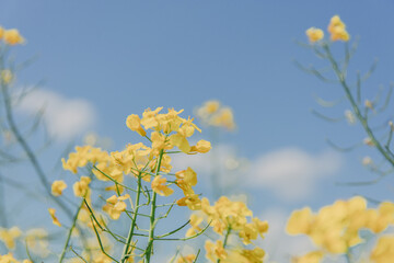 flowers on blue sky background