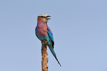 Lilac-breasted Roller (Coracias caudatus) sitting in the top of a tree