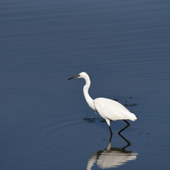 Little Egret (Egretta garzetta) foraging in river