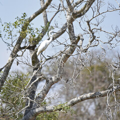 Little Egret (Egretta garzetta) perching in tree