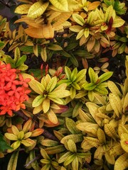 Obraz premium flowers background