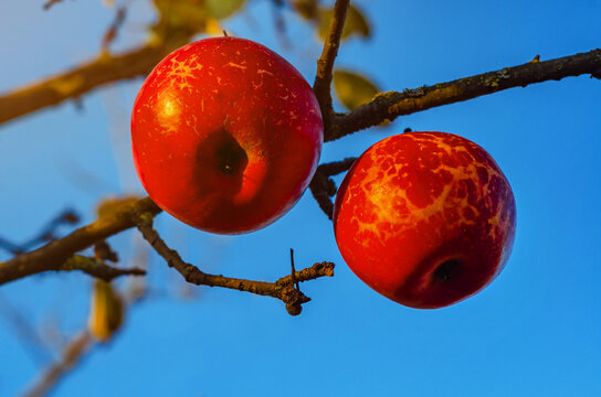 Red apple on a branch of an apple tree, autumn apple varieties, fruit harvest. Autumn photo