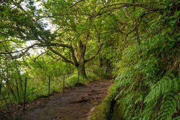 Caldeirao Verde, one of the most beautiful levadas on the island.