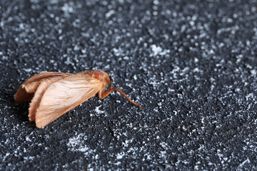 Brown common clothing moth on black textured background, closeup. Space for text