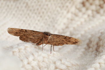 Alcis repandata moth on beige knitted sweater, closeup