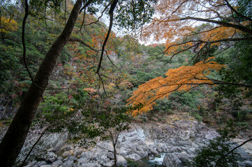紅葉と渓谷の綺麗な秋の長門峡　山口県