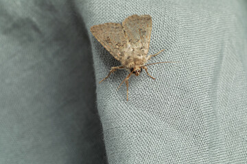 Paradrina clavipalpis moth on light grey cloth