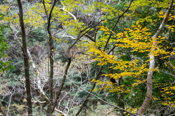 紅葉と渓谷の綺麗な秋の長門峡　山口県