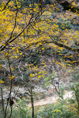 紅葉と渓谷の綺麗な秋の長門峡　山口県