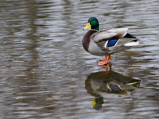 カラフルなマガモの雄