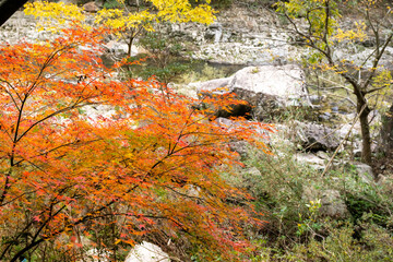 紅葉と渓谷の綺麗な秋の長門峡　山口県