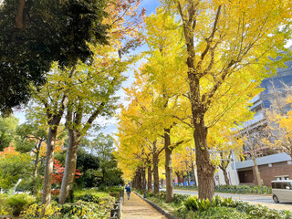 Naklejka premium 横浜市山下公園周辺のイチョウの並木道 