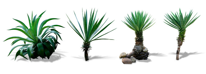 Isolated cutout PNG of cactus plant and shadow on transparent background. © eakarat
