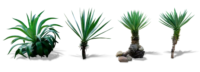 Stickers pour porte Cactus Isolated cutout PNG of cactus plant and shadow on transparent background.