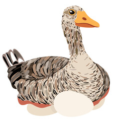Vector illustration of goose sitting on eggs isolated on light background.