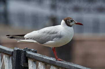 Close-up of a seagull perched on a metal fence