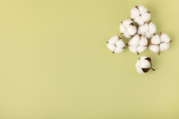 Cotton flowers on a light background