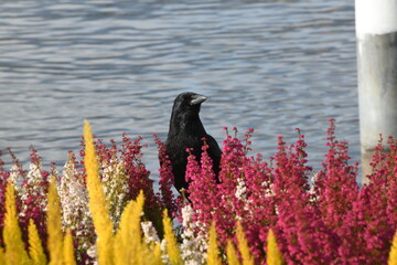 Black Bird in red and yellow flowers at Lake