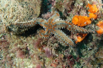 Spiny starfish (Marthasterias glacialis) in Mediterranean Sea