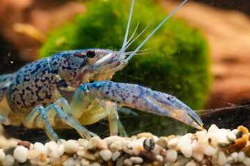 Procambarus Alleni Blauer Floridakrebs