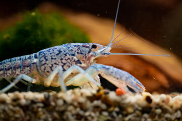 Procambarus Alleni Blauer Floridakrebs