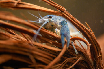 Procambarus Alleni Blauer Floridakrebs