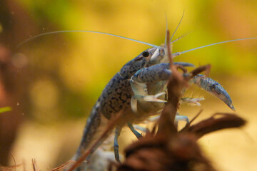 Procambarus Alleni Blauer Floridakrebs