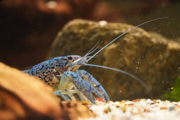 Procambarus Alleni Blauer Floridakrebs