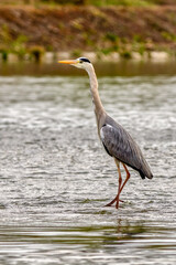 Grey heron standing in the river, closeup. Looking for food. Genus Ardea cinerea. Trencin, Slovakia.