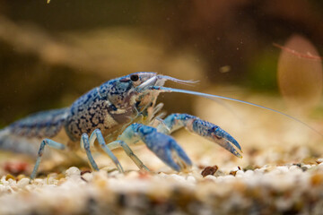 Procambarus Alleni Blauer Floridakrebs