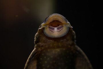 Saugmund Antennenwels Ancistrus 