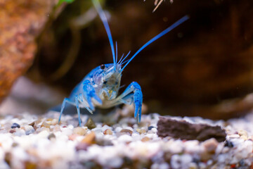 Procambarus Alleni Blauer Floridakrebs