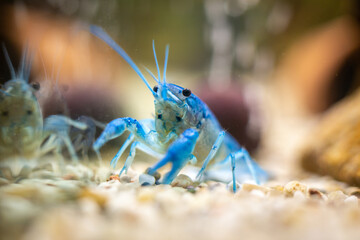 Procambarus Alleni Blauer Floridakrebs