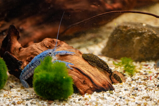 Procambarus Alleni Blauer Floridakrebs